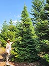 Large Real Christmas Tree 1 - 18' tall