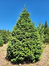Large Real Christmas Tree 3 - 22.5' tall