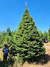 Large Real Christmas Tree 4 - 23' tall
