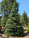 Large Real Christmas Tree 4