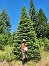 Large Real Christmas Tree 5 - 25' tall