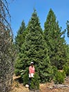 Large Real Christmas Tree 5