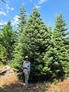 Large Real Christmas Tree 7 - 26' tall