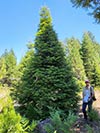 Large Real Christmas Tree 8 - 27' tall