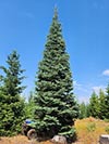Large Real Christmas Tree 11 - 27' tall