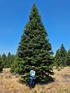 Large Real Christmas Tree 12