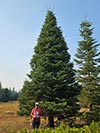 Large Real Christmas Tree 16