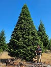 Large Real Christmas Tree 17