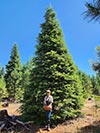 Large Real Christmas Tree 18 - 30' tall