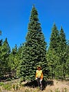 Large Real Christmas Tree 18