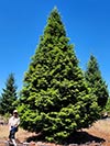 Large Real Christmas Tree 19 - 32' tall
