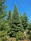 Large Real Christmas Tree 19