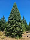 Large Real Christmas Tree 21