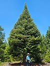 Large Real Christmas Tree 22