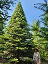 Large Real Christmas Tree 23 - 32' tall