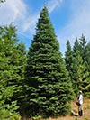 Large Real Christmas Tree 24