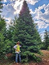 Large Real Christmas Tree 27 - 34' tall