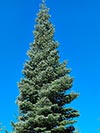 Large Real Christmas Tree 27