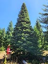 Large Real Christmas Tree 28 - 36' tall