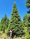 Large Real Christmas Tree 29 - 37' tall
