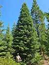 Large Real Christmas Tree 30