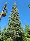 Large Real Christmas Tree 31