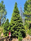 Large Real Christmas Tree 32 - 38' tall