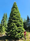 Large Real Christmas Tree 33 - 40' tall