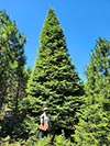 Large Real Christmas Tree 34 - 41' tall