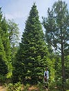 Large Real Christmas Tree 34