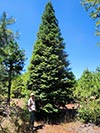 Large Real Christmas Tree 35 - 42' tall