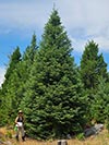 Large Real Christmas Tree 35