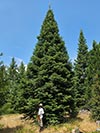 Large Real Christmas Tree 36