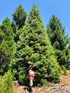 Large Real Christmas Tree 37 - 42' tall