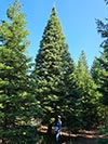 Large Real Christmas Tree 37