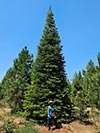 Large Real Christmas Tree 38