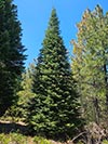 Large Real Christmas Tree 39