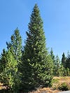 Large Real Christmas Tree 40 - 45' tall