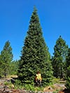 Large Real Christmas Tree 40