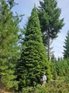 Large Real Christmas Tree 41