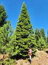 Large Real Christmas Tree 42 - 47.5' tall
