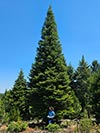 Large Real Christmas Tree 42