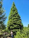 Large Real Christmas Tree 43 - 48' tall