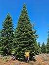 Large Real Christmas Tree 43