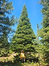 Large Real Christmas Tree 44