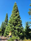Large Real Christmas Tree 46 - 53' tall