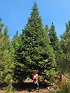 Large Real Christmas Tree 46