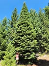 Large Real Christmas Tree 47 - 55.5' tall