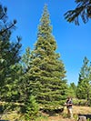 Large Real Christmas Tree 47