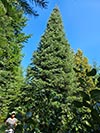 Large Real Christmas Tree 50